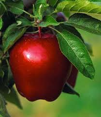 آب سیب برای مبارزه با آلزایمر