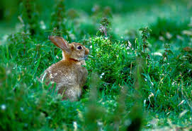 L’autre Blog de ParadoxRabbit ParadoxRabbit-Culture-Nature