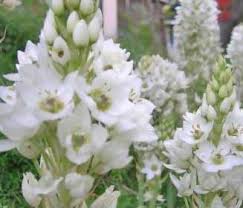  شركة قمة التميز لمكافحة حشرات مدينة الرياض 0544769049 9ـ بازلاء الزهور Lathyrus odoratus  Annualdelphinium