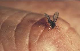 Мега-фотоотчет: Ко Чанг - с 2005 по 2010 г. Мега-фотоотчет: Ко Чанг - с 2005 по 2010 г.