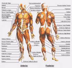Cutting,bulking,otot,binaragawan,otot rangka,gambar otot
