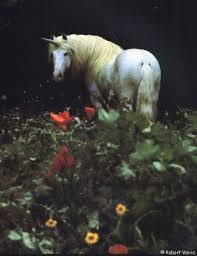 unicorn_meadow_copyright_robert_vavra.jpg
