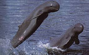  of Irrawaddy Dolphins, 