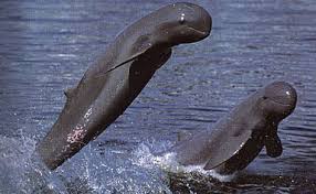 of Irrawaddy Dolphins,
