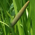 Eğirotu acorus calamus 150x150 Eğirotu