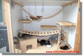 chinchillas