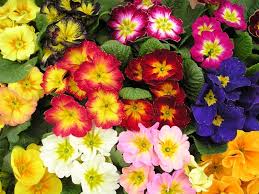 primule La vita umana prima meraviglia video primule La vita umana prima meraviglia video