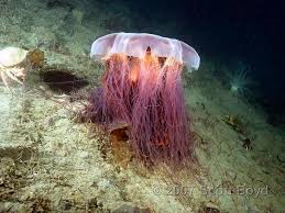 Lions Mane Jellyfish typically feed 