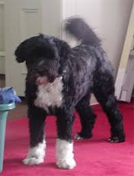 Portuguese Water Dog Puppy Dogs