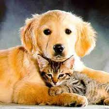 Zobrazit obrázek v plné velikosti Zobrazit obrázek v plné velikosti