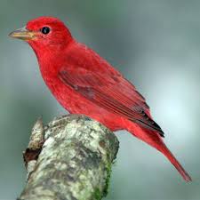 Tanagers are not the kinds of birds