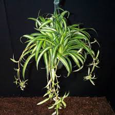 نباتات الظل Chlorophytum%2520comosum%2520sp