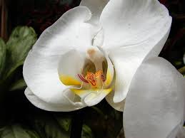 Growing orchids can be a