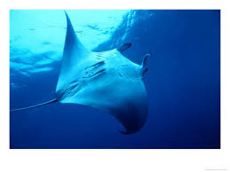 Little Tobago Island, Trinidad \x26amp;