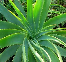 alovera
