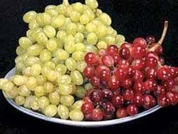 انگور