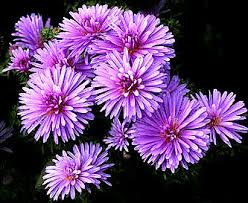  شركة قمة التميز لمكافحة حشرات مدينة الرياض 0544769049 9ـ بازلاء الزهور Lathyrus odoratus  0709-birthday-flower