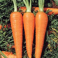 ͷ (Carrot)