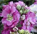  شركة قمة التميز لمكافحة حشرات مدينة الرياض 0544769049 9ـ بازلاء الزهور Lathyrus odoratus  Mathiola-incana