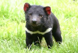 Saving The Devil…from Cancer (the Tasmanian Devil) http://tbn2.google.com/images?q=tbn:fot-28QsPTH4TM:http://tinkerblue.typepad.com/photos/uncategorized/2007/08/28/tassie_devil.jpg