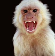 http://tbn2.google.com/images?q=tbn:go5OGgQBXf2UaM:http://www.wesleyjsmith.com/blog/uploaded_images/angry-monkey-739979.jpg