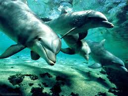 flores de bach y delfines flores de bach y delfines