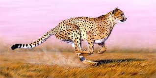 Cheetah Cheetah Ngacir