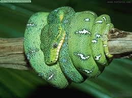 naturalidad