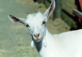 ATryn Drug Made from Genetically Engineered Goats Approved By FDA