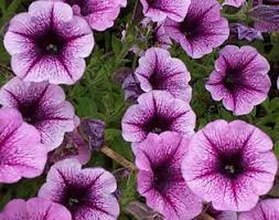  شركة قمة التميز لمكافحة حشرات مدينة الرياض 0544769049 9ـ بازلاء الزهور Lathyrus odoratus  Petunia12