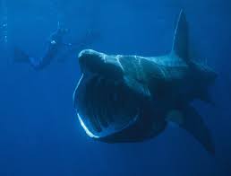 basking shark: