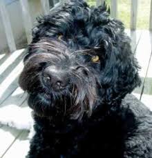 Portuguese Water Dog Breed 