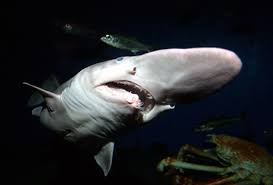 Rare goblin shark in Japan