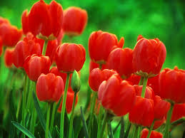 tulipes_rouges.jpg