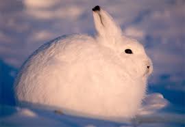 Hare Hare
