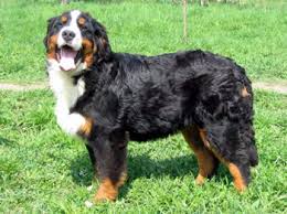 About Bernese Mountain Dogs