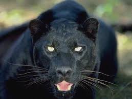 black panther