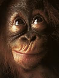 orang utan