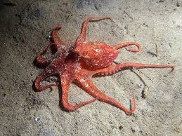 The Oklahoma Octopus