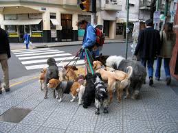 DogWalking