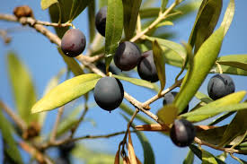 Healing Body And Soul Black_olives1