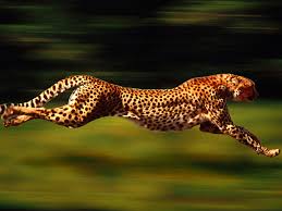 http://tbn2.google.com/images?q=tbn:7uYu7AEzsnBySM:http://www.bergoiata.org/fe/felins/High%2520Velocity,%2520Cheetah.jpg[img]