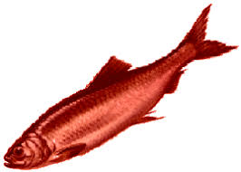 http://tbn2.google.com/images?q=tbn:CkuKH2_ZJuHIbM:http://www.letsgetitright.org/blog/red%2520herring.gif