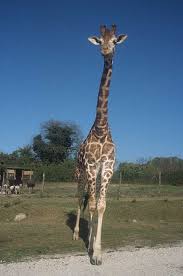 giraffe_2.jpg