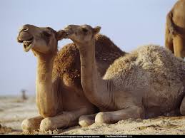 . .... camel-bite-430790-lw